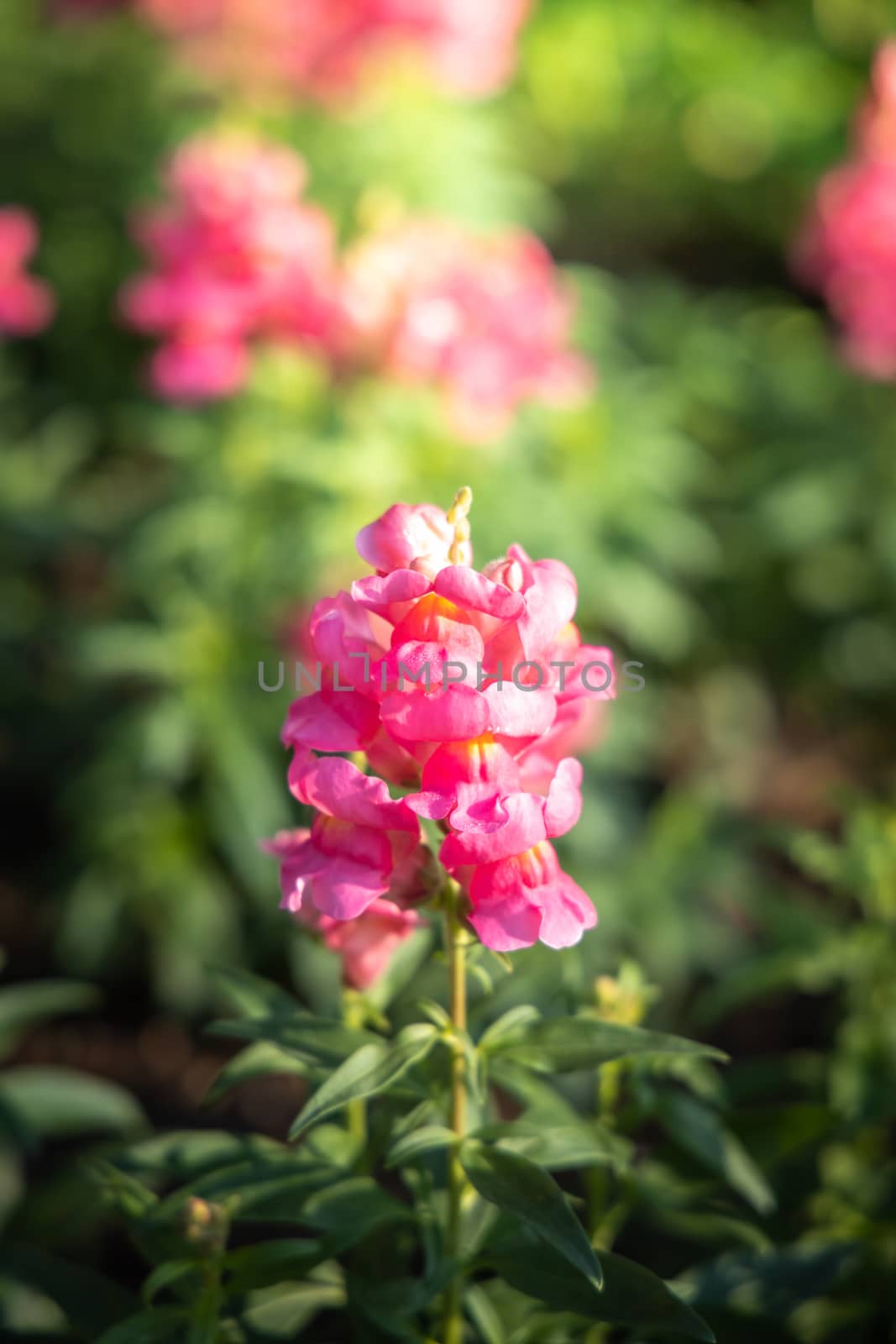 The background image of the colorful flowers by teerawit