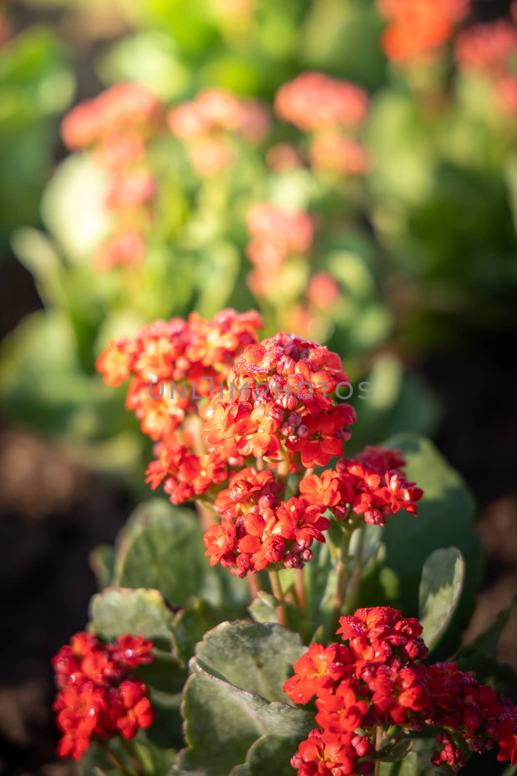 The background image of the colorful flowers by teerawit