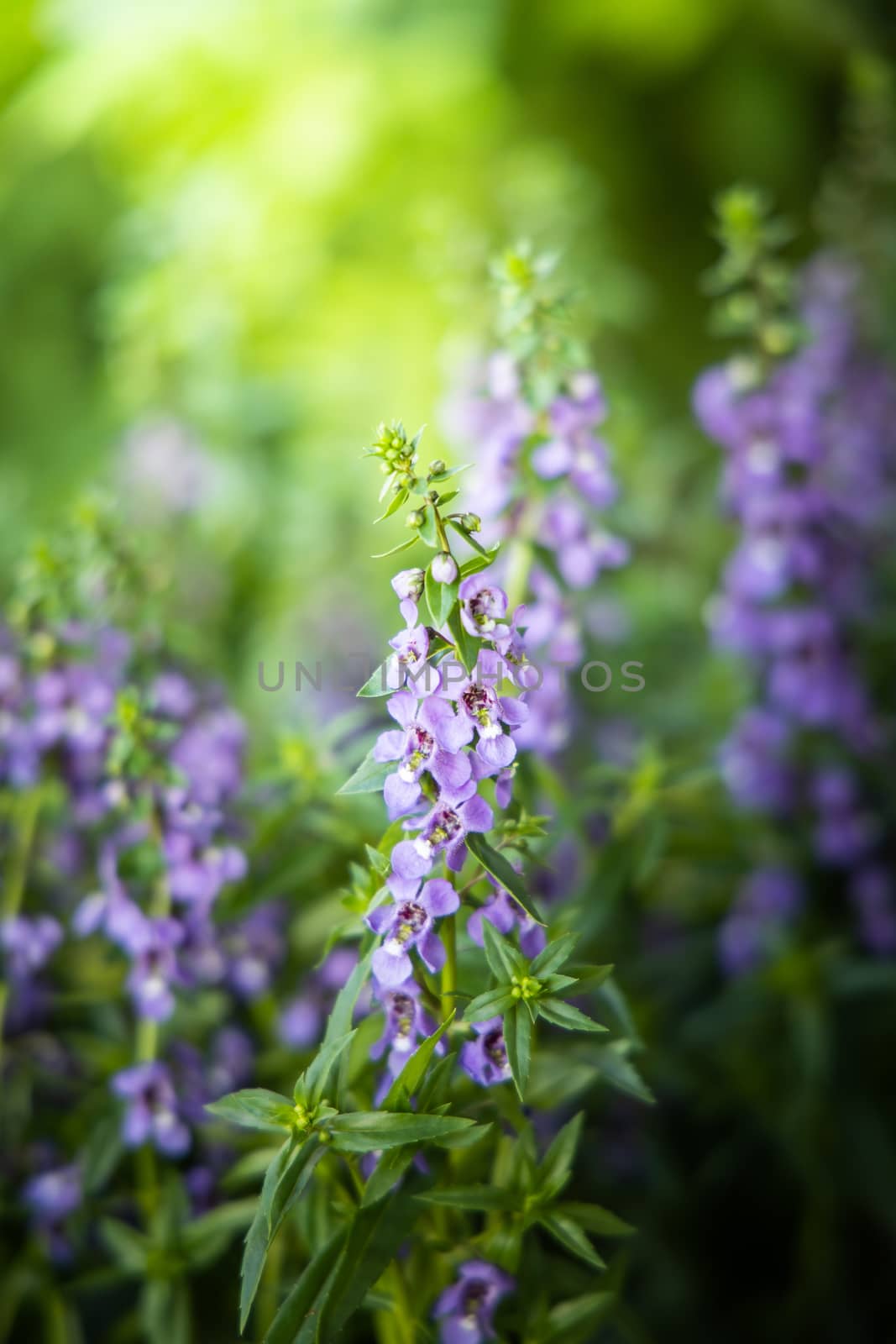 The background image of the colorful flowers by teerawit