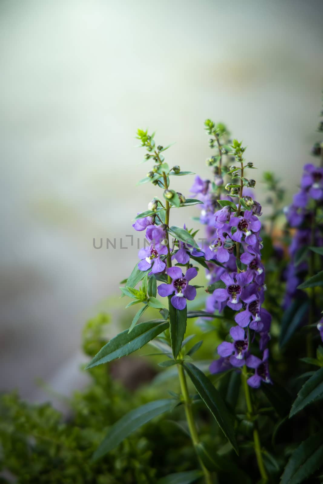 The background image of the colorful flowers, background nature