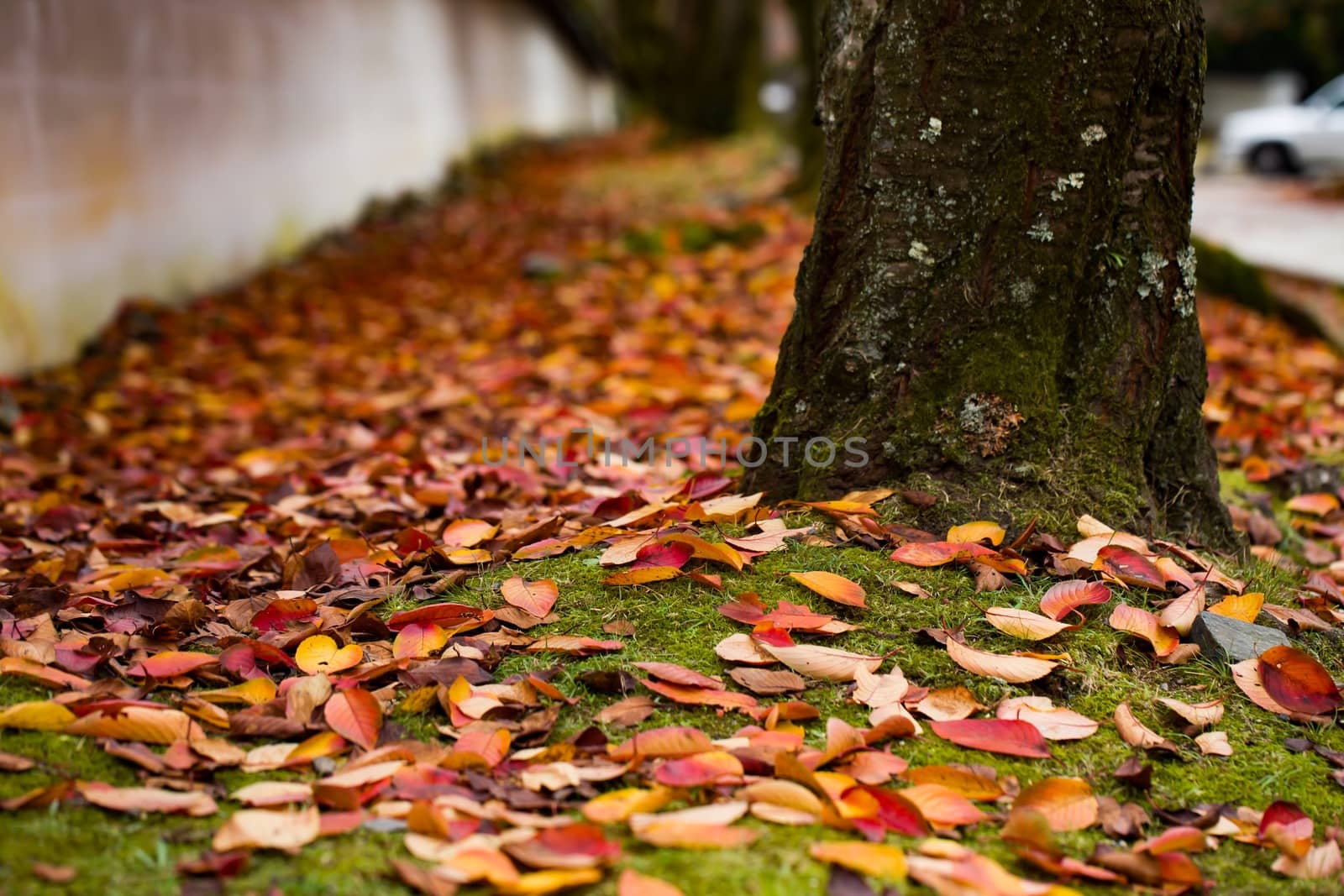 Autumn scene with colorful leaves scattered around tree in Japan.