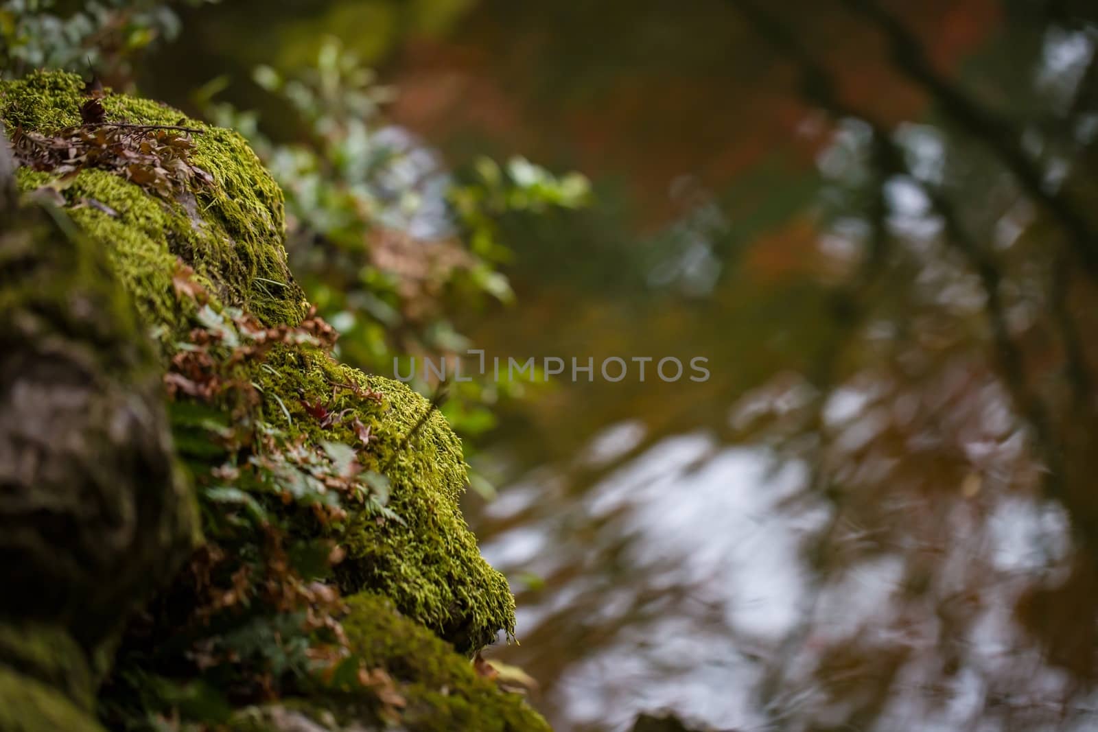 Autumn scene with pond and moss on rocks.