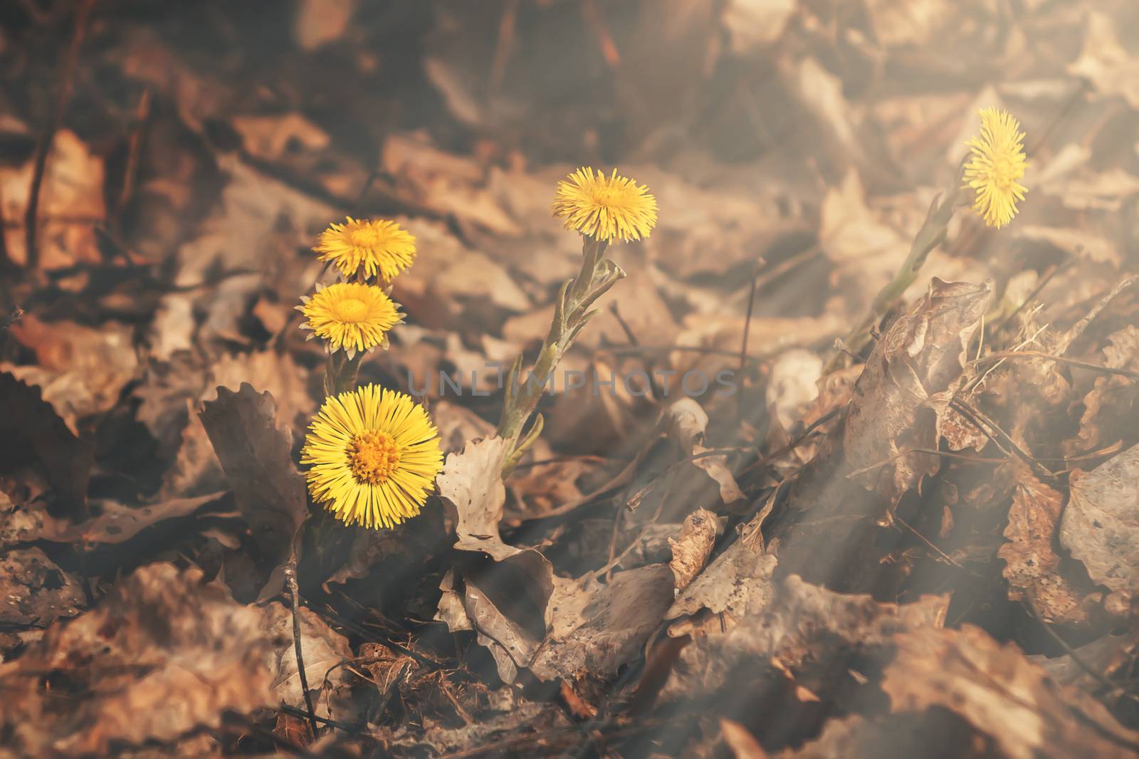 Early spring flowers of coltsfoot made their way through a bed of dry leaves.