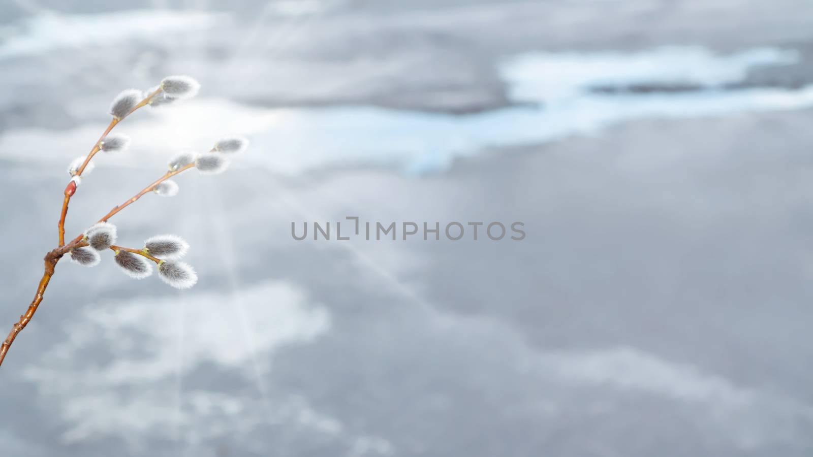 Willow twig on the background of melting ice on the lake in early spring - spring background and season change concept, place for text, copy space by galsand