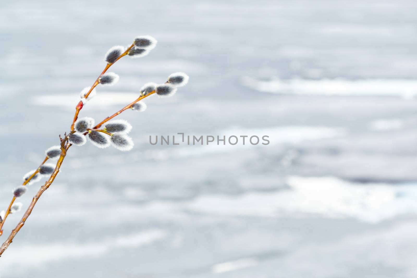 Willow twig on the background of melting ice on the lake in early spring - spring background and season change concept, place for text, copy space.