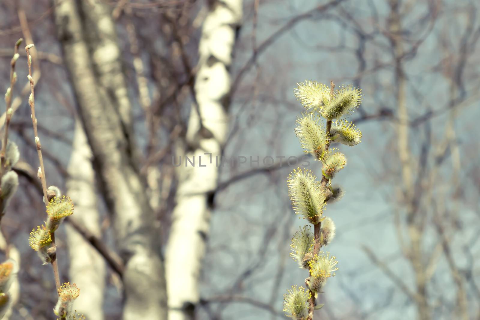 Close-up of pussy-willow branch with open earrings in spring forest.