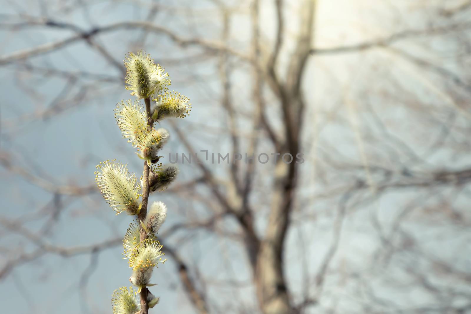 Close-up of pussy-willow branch with open earrings in spring forest by galsand