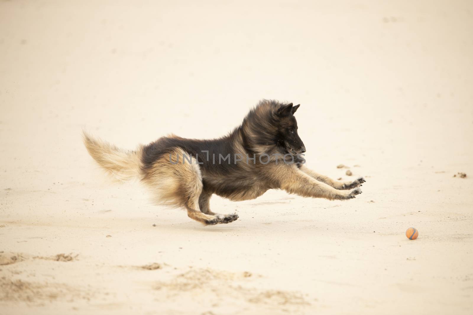 Dog, Belgian Shepherd Tervuren, playing with ball in sand by avanheertum