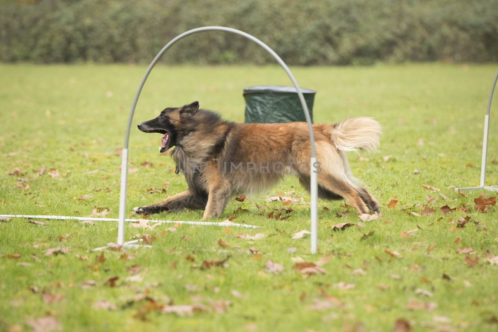 Dog, Belgian Shepherd Tervuren, running in agility competition