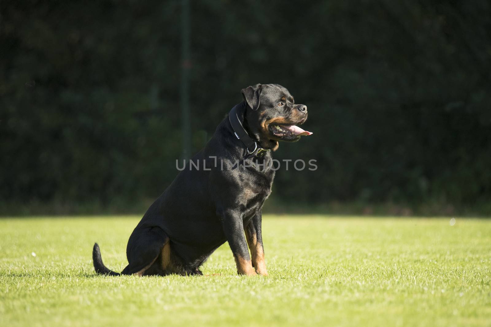 Dog, Rottweiler, sitting on grass, tongue out