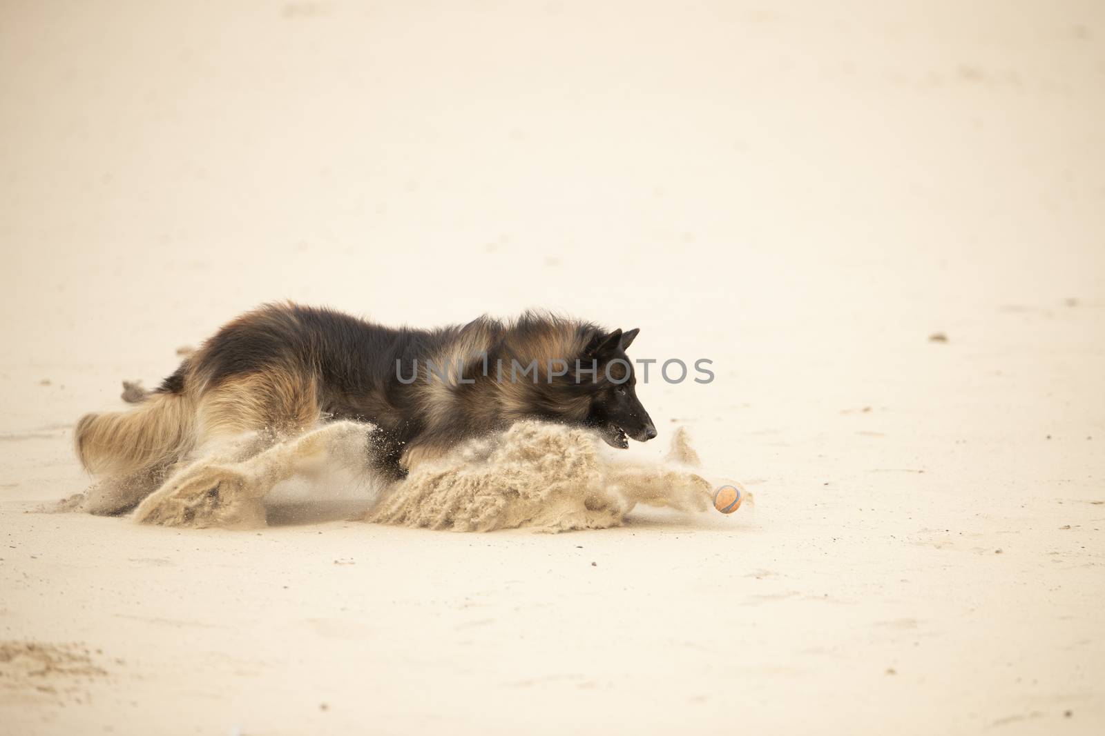 Dog, Belgian Shepherd Tervuren, jumping at ball in sand by avanheertum