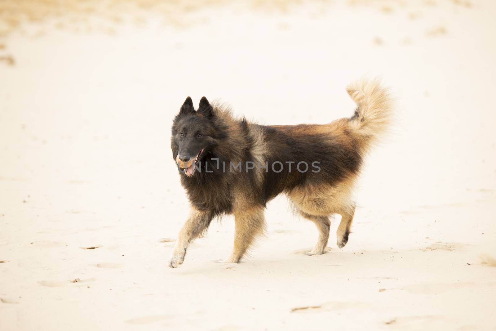 Dog, Belgian Shepherd Tervuren, playing with ball in sand by avanheertum