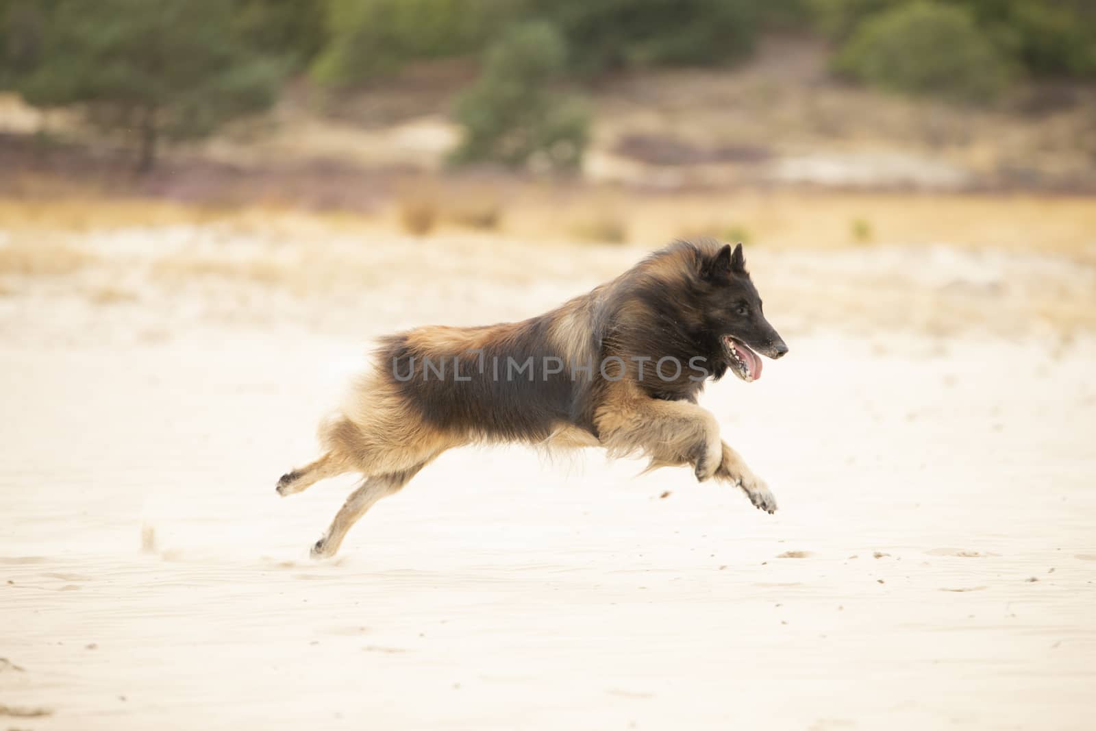 Dog, Belgian Shepherd Tervuren, running in sand by avanheertum