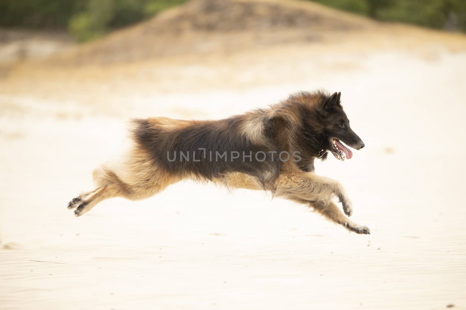 Dog, Belgian Shepherd Tervuren, running in sand by avanheertum