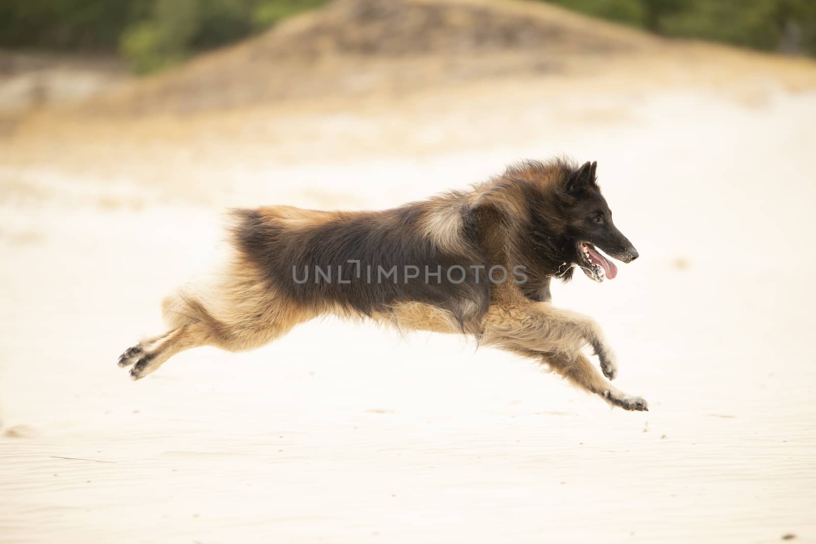 Dog, Belgian Shepherd Tervuren, running in the sand