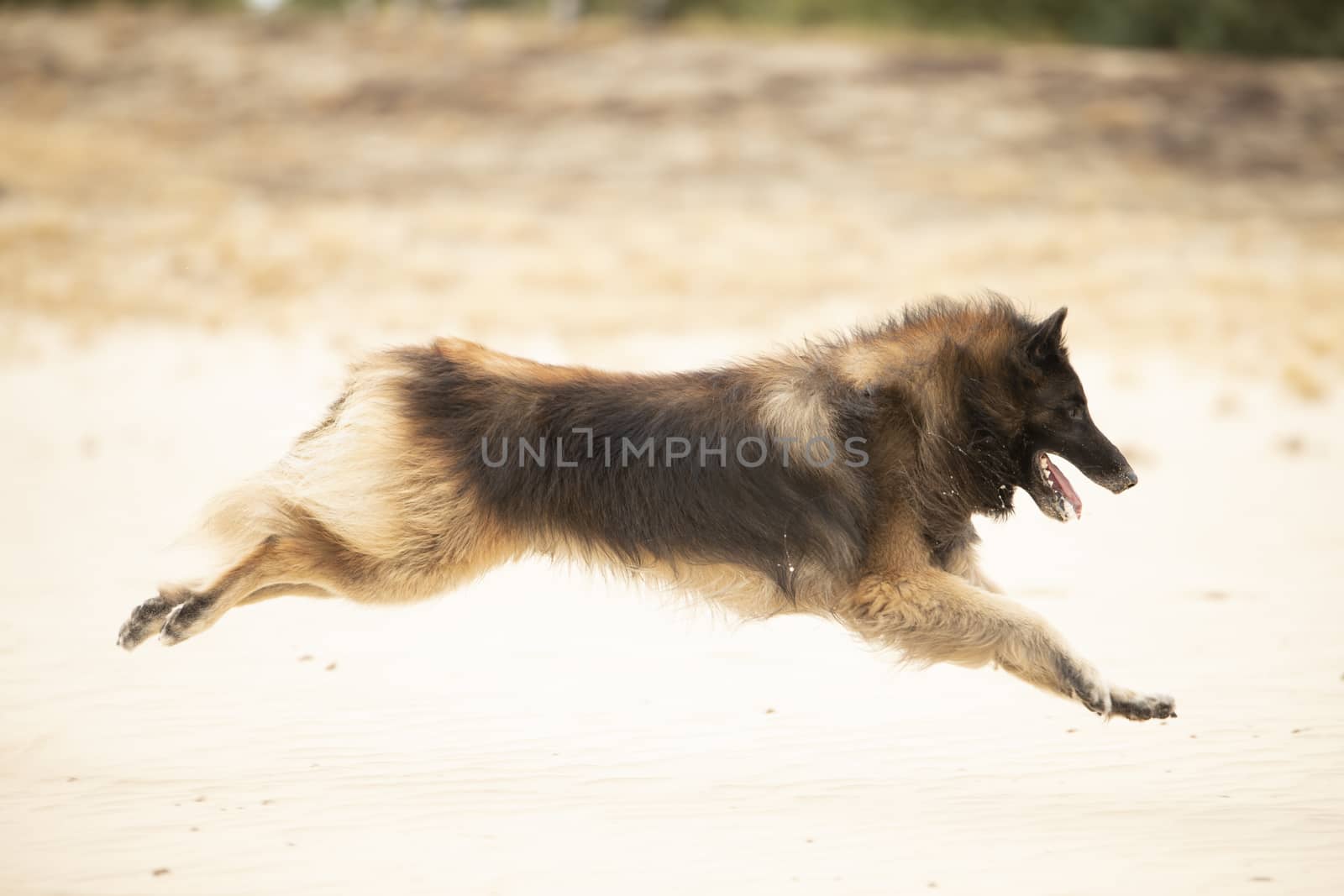 Dog, Belgian Shepherd Tervuren, running in sand by avanheertum