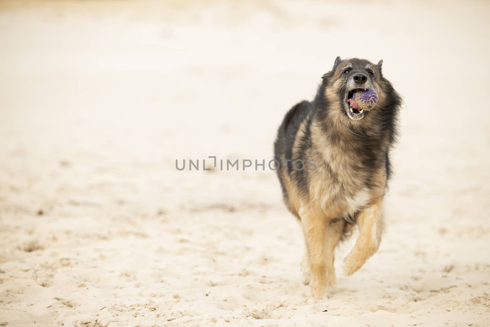 Dog, Belgian Shepherd Tervuren, running with ball in sand by avanheertum