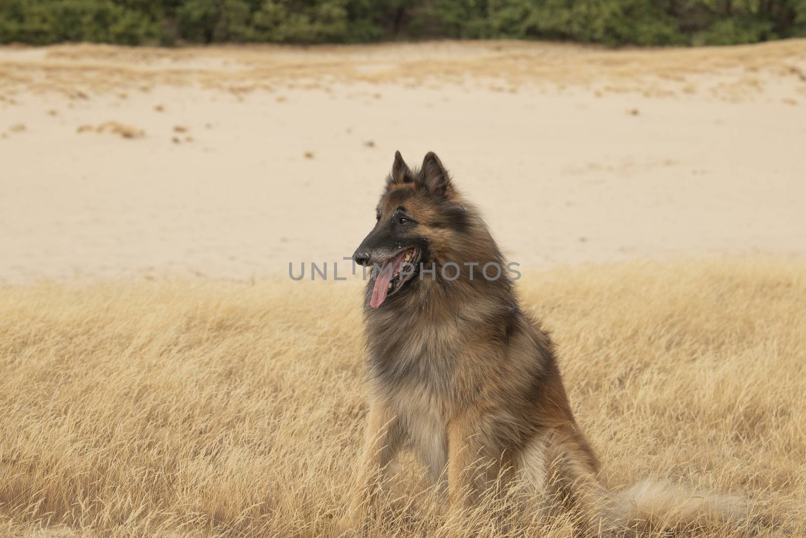 Dog, Belgian Shepherd Tervuren, sitting in heather grass by avanheertum
