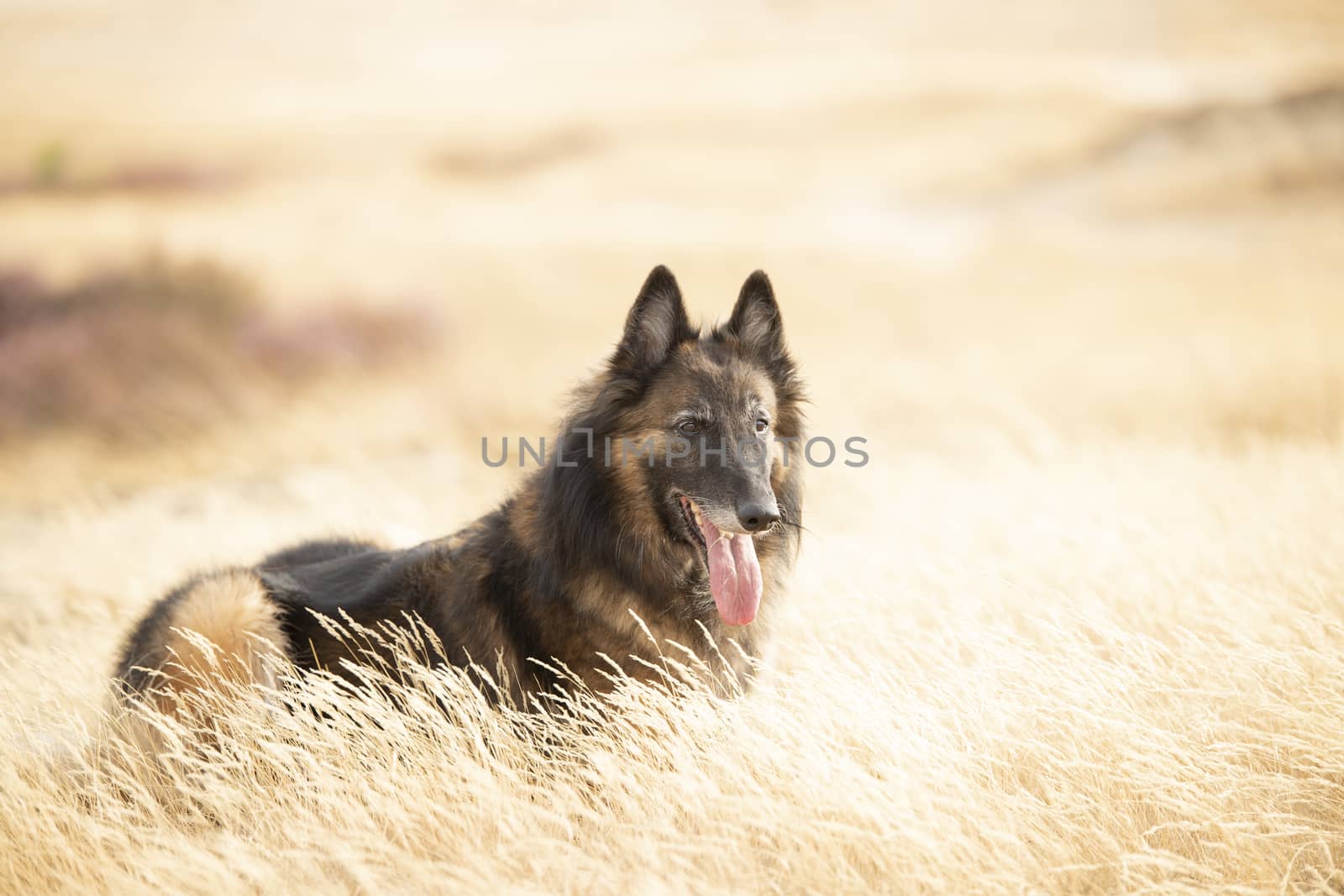 Dog, Belgian Shepherd Tervuren, lying in heather grass by avanheertum