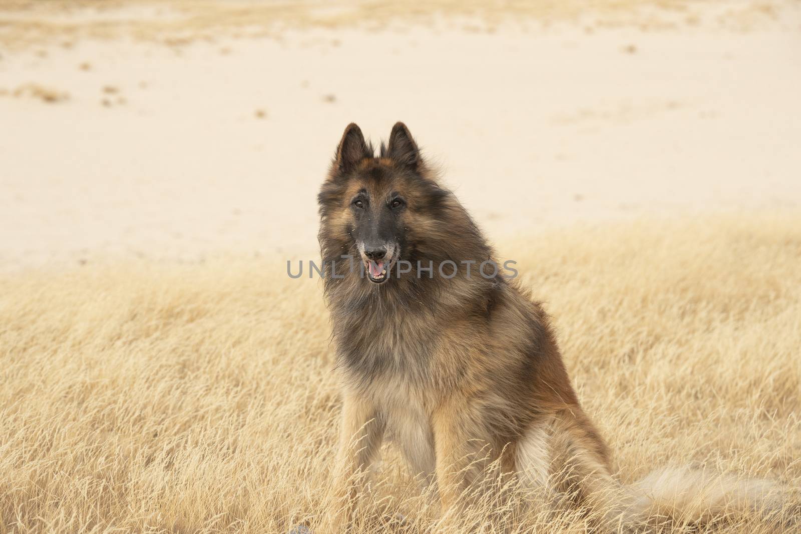 Dog, Belgian Shepherd Tervuren, sitting in heather grass, looking at camera