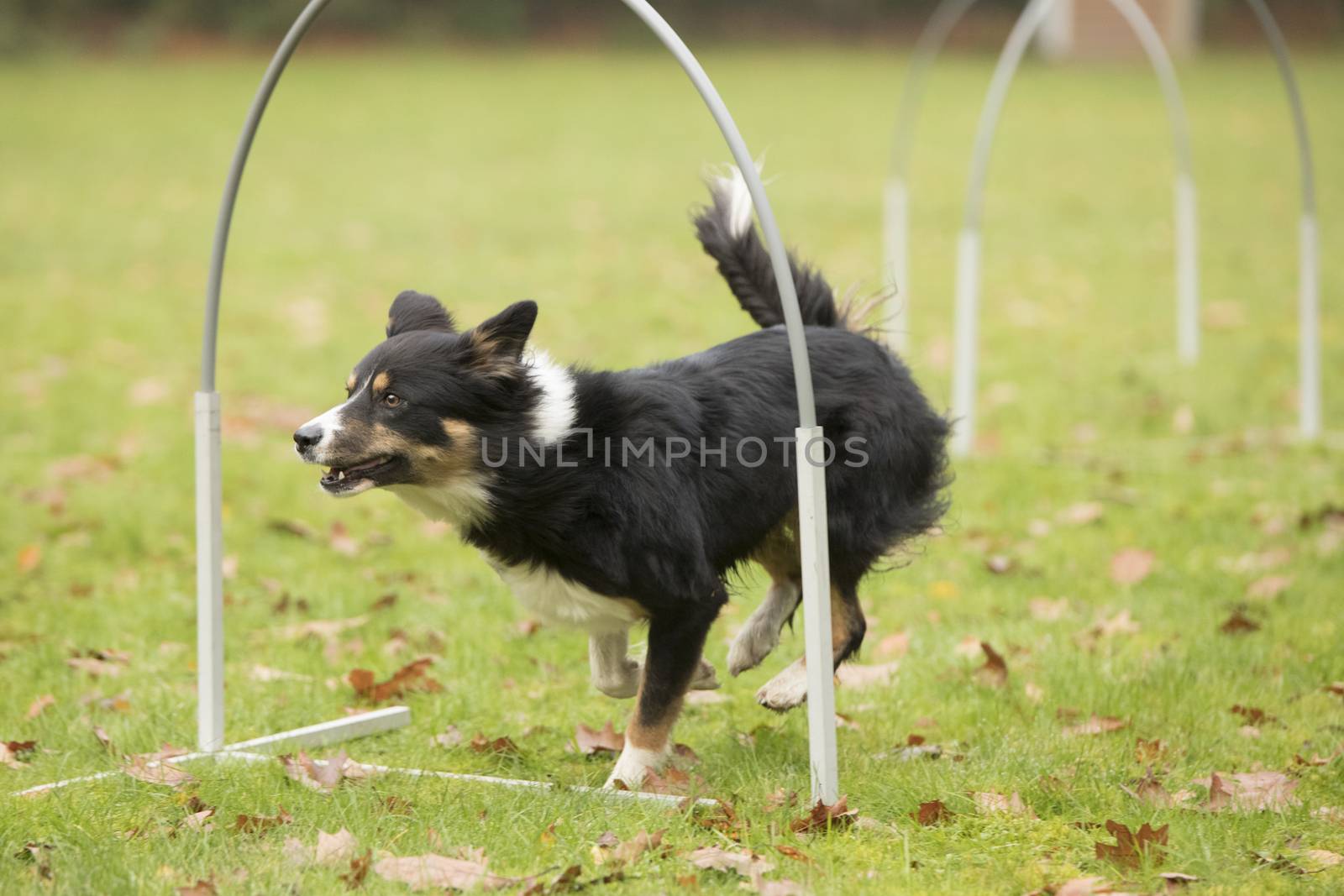 Dog, Border Collie, running in hooper competition by avanheertum