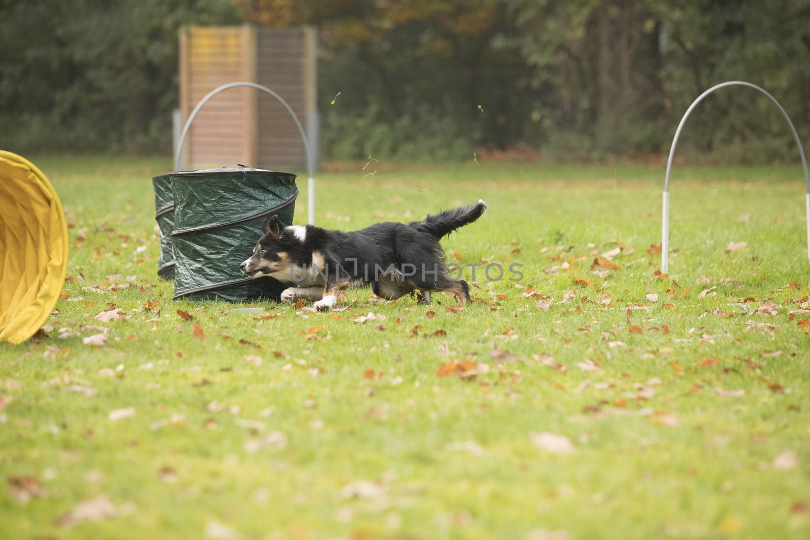 Dog, Border Collie, running in agility competition