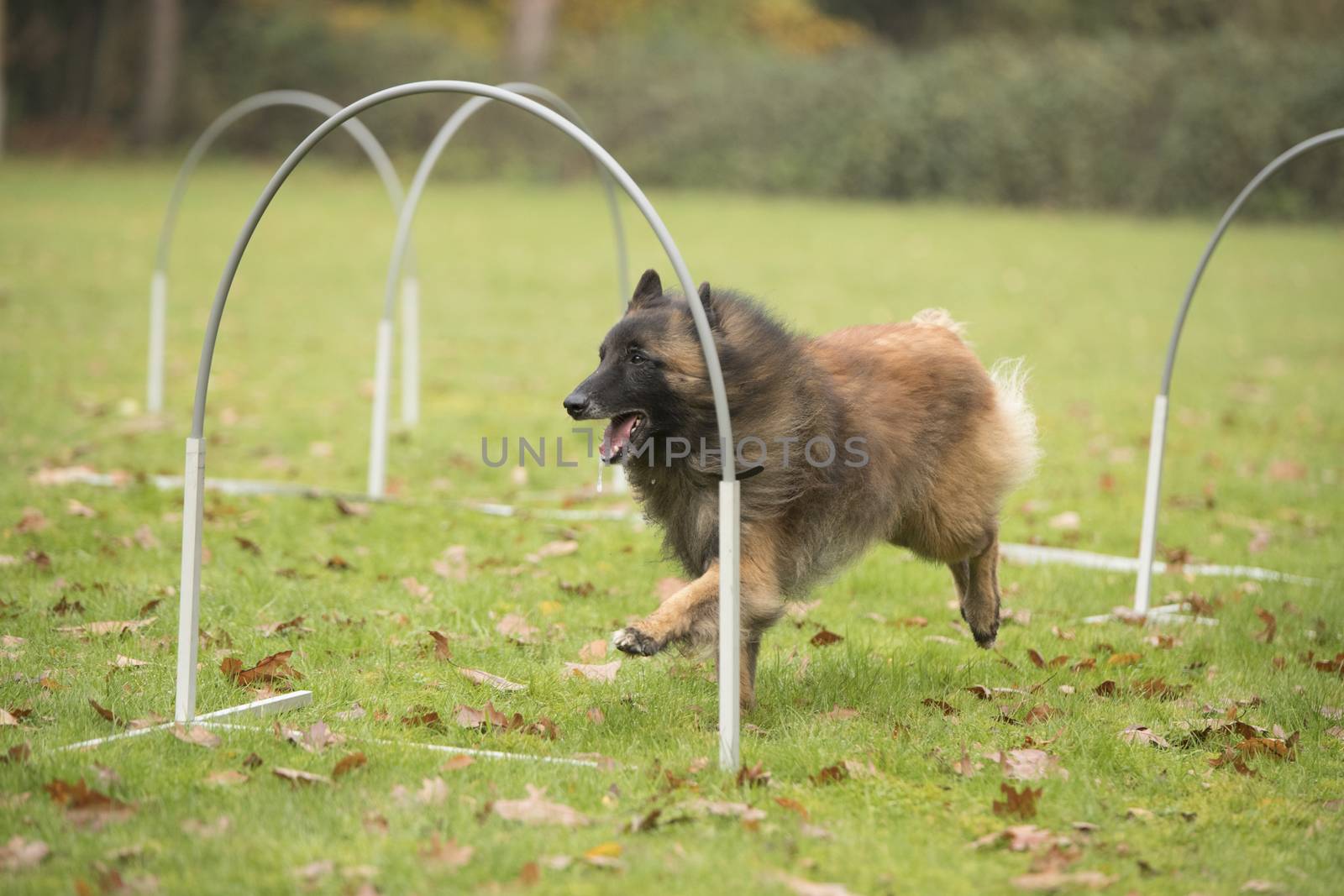 Dog, Belgian Shepherd Tervuren, running in hooper competition by avanheertum