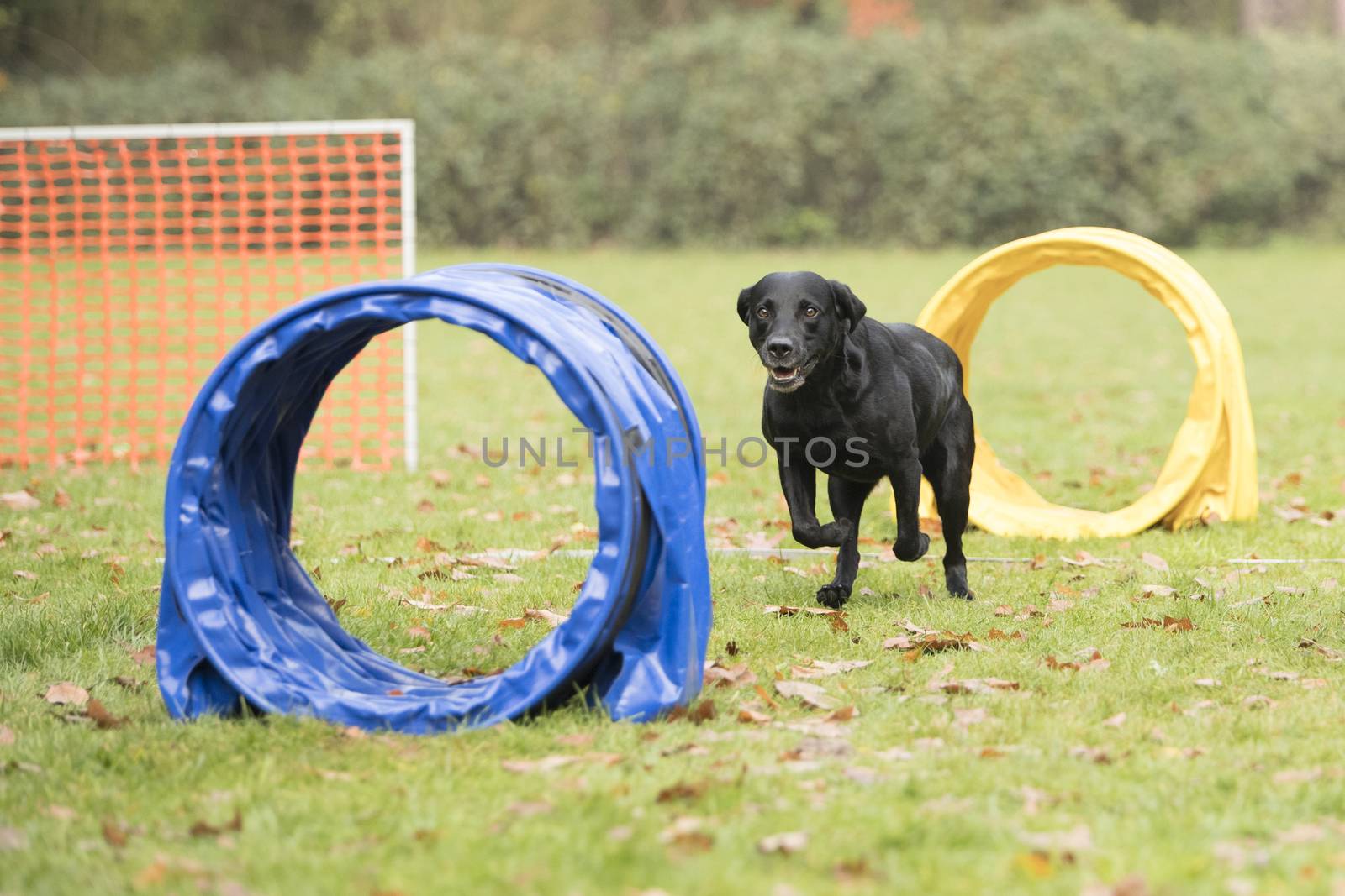 Dog, Labrador Retriever, running in agility competition by avanheertum