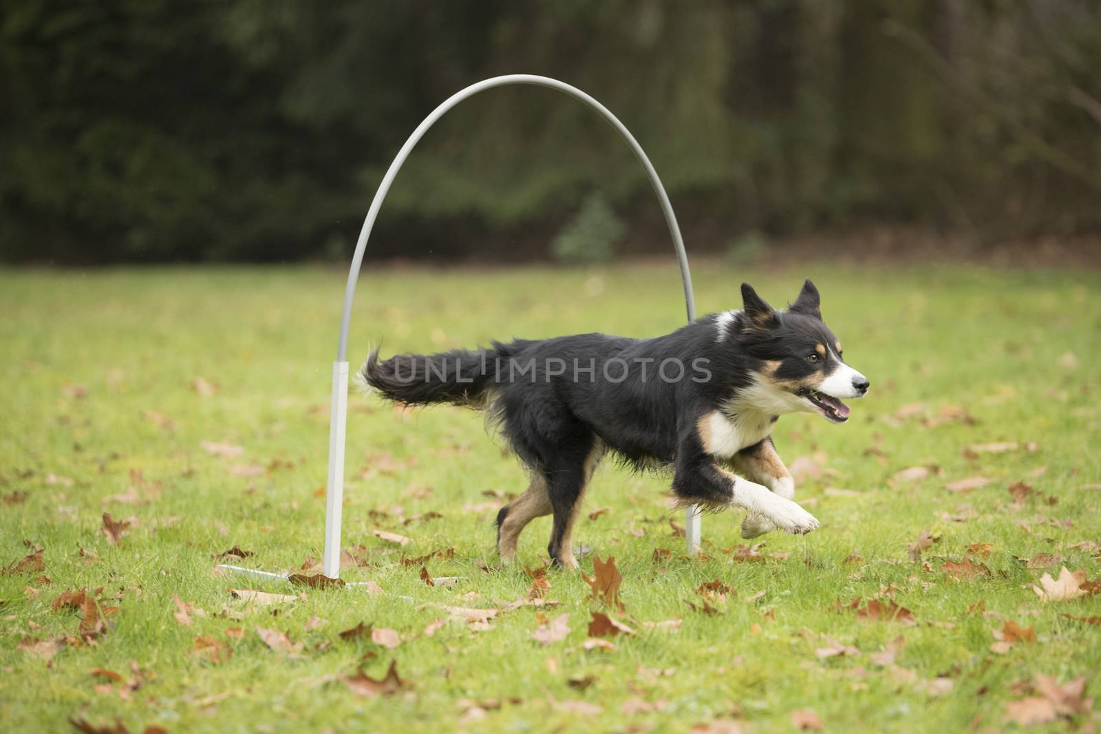 Dog, Border Collie, running in hooper competition by avanheertum