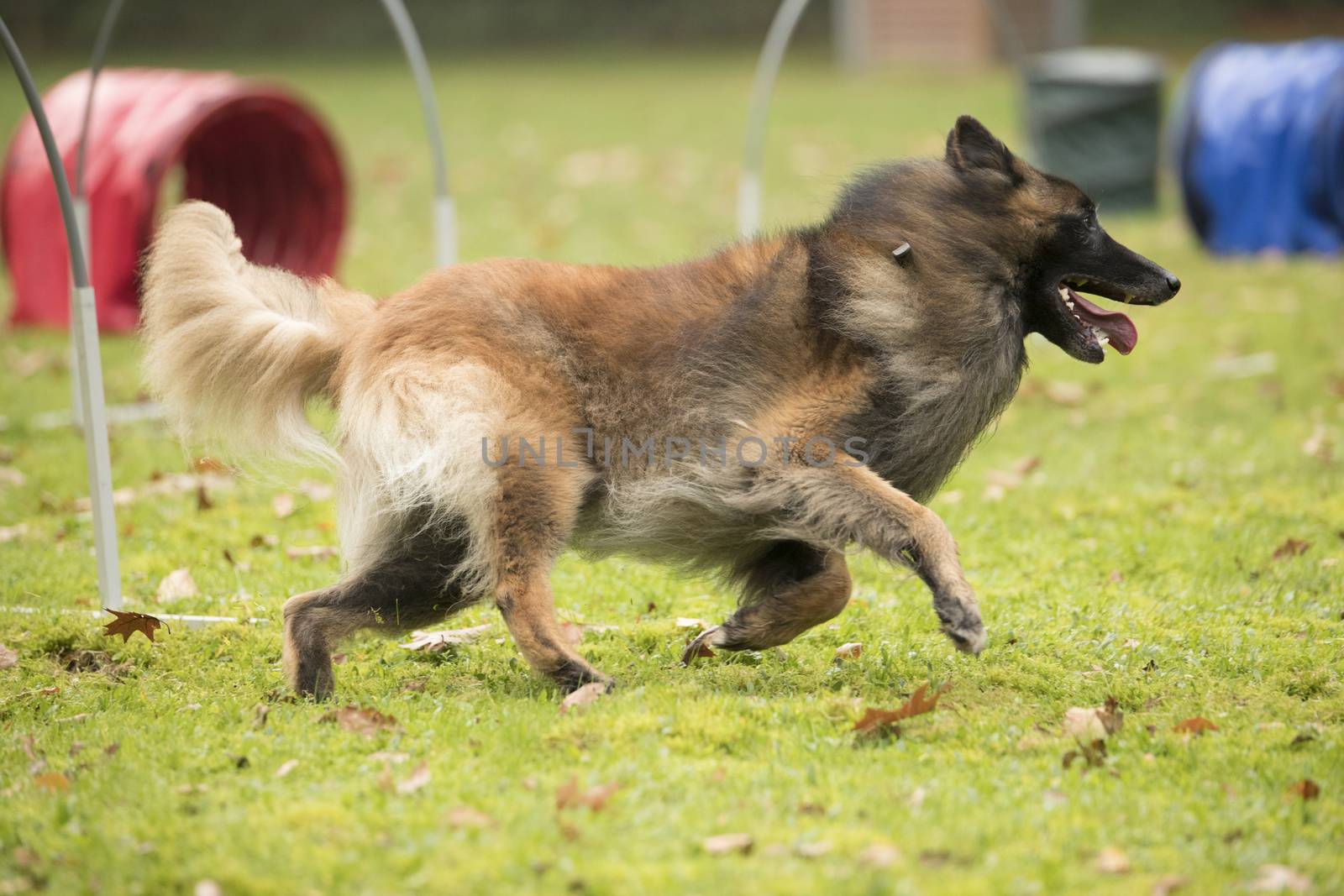 Dog, Belgian Shepherd Tervuren, running in hooper competition by avanheertum
