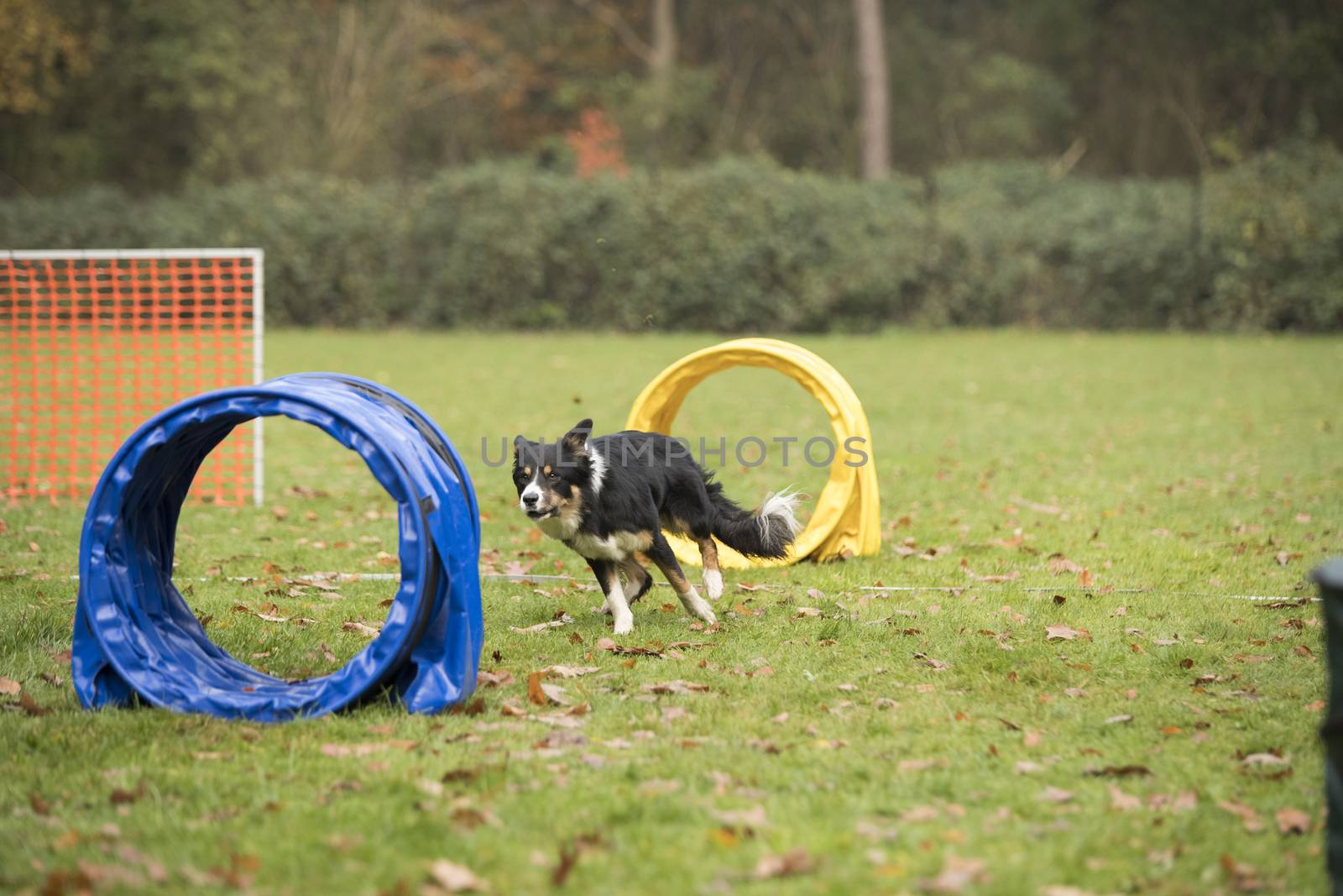 Dog, Border Collie, running in agility competition by avanheertum