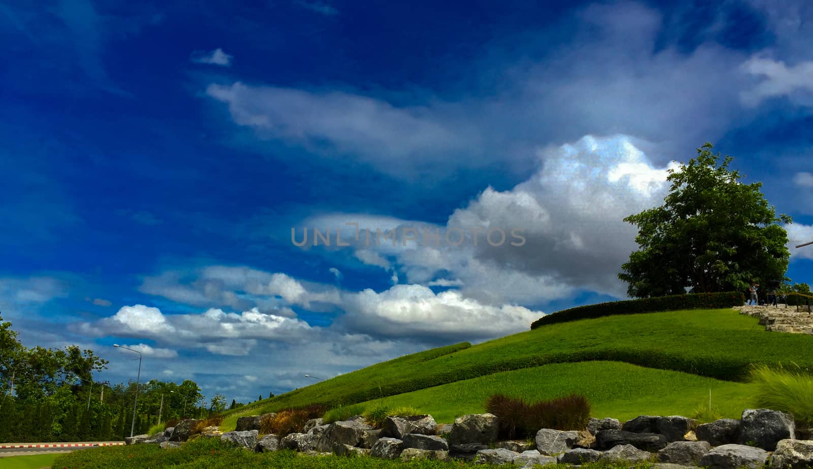 A beautiful landscape green tree and green grass on the hills, Cloud, Blue sky, fresh, bright, vivid. Summer, trees, hill and blue sky. A green tree are standing on the top of a hill. There is a clear blue sky above and a big white cloud.