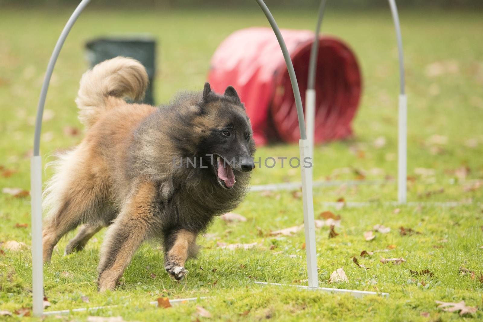 Dog,Belgian Shepherd Tervuren, running in agility competition