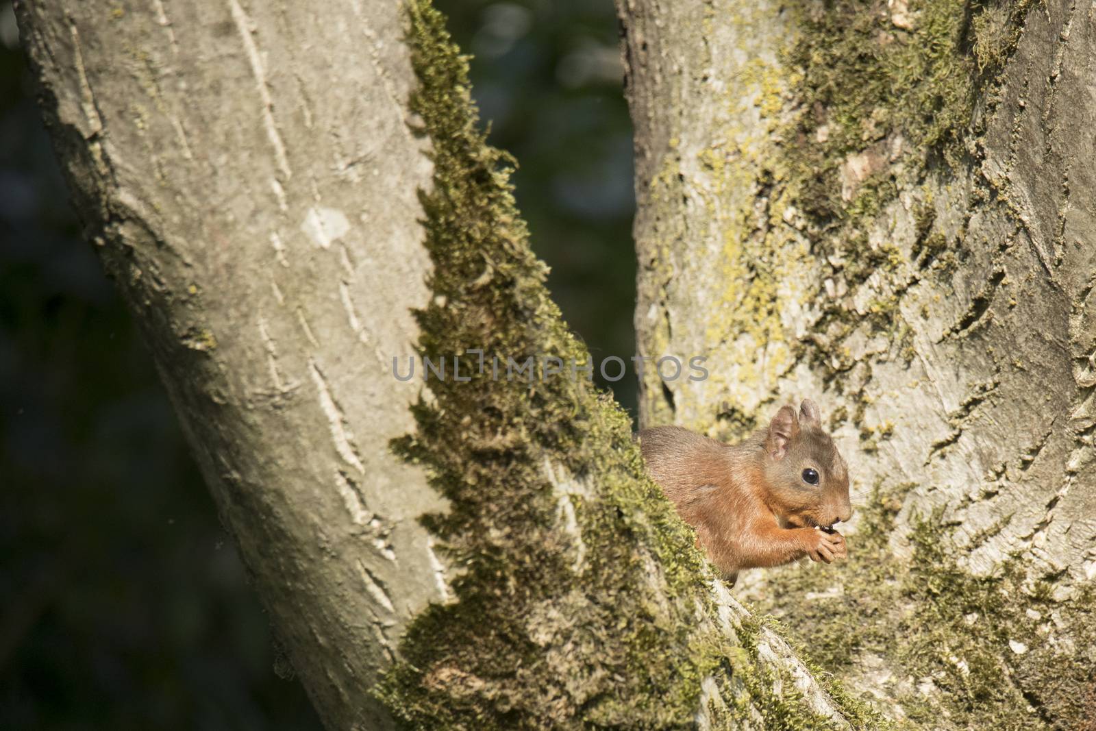 Squirrel sitting in a tree, eating by avanheertum