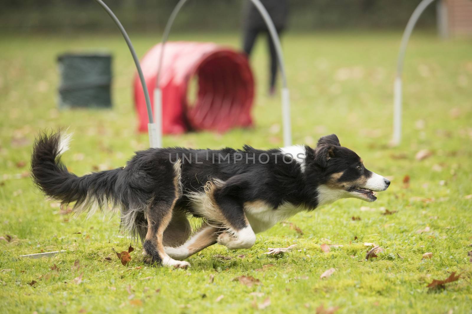 Dog, Border Collie, running in agility competition by avanheertum