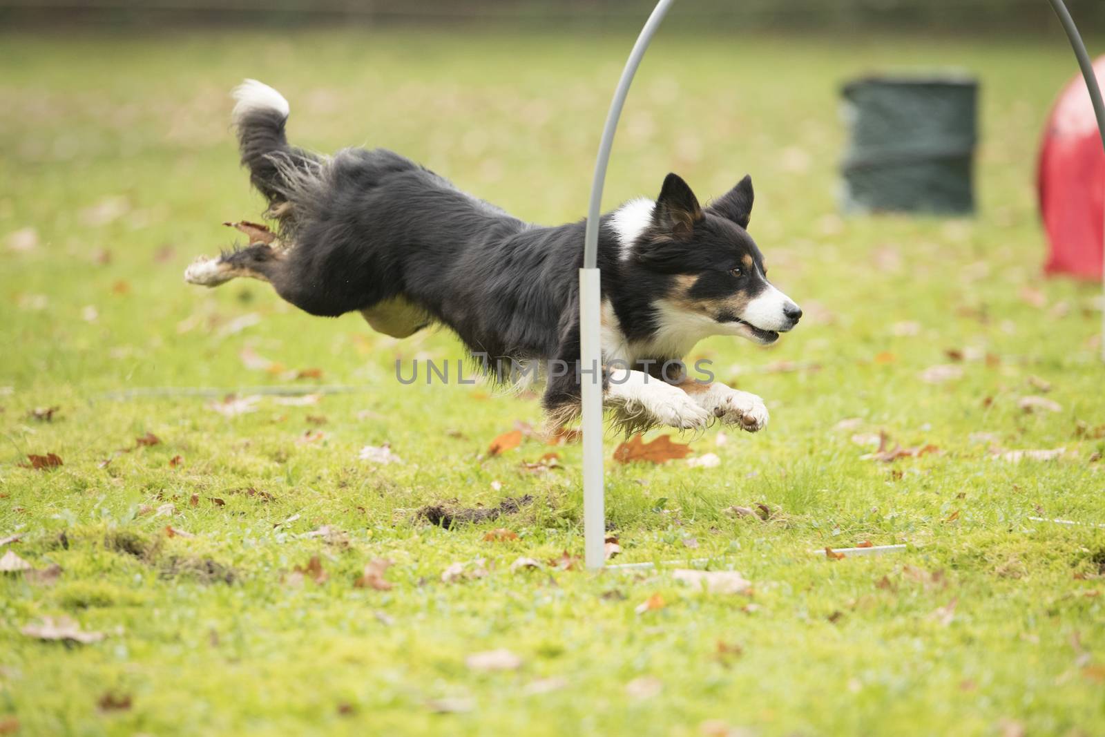 Dog, Border Collie, running in hooper competition by avanheertum