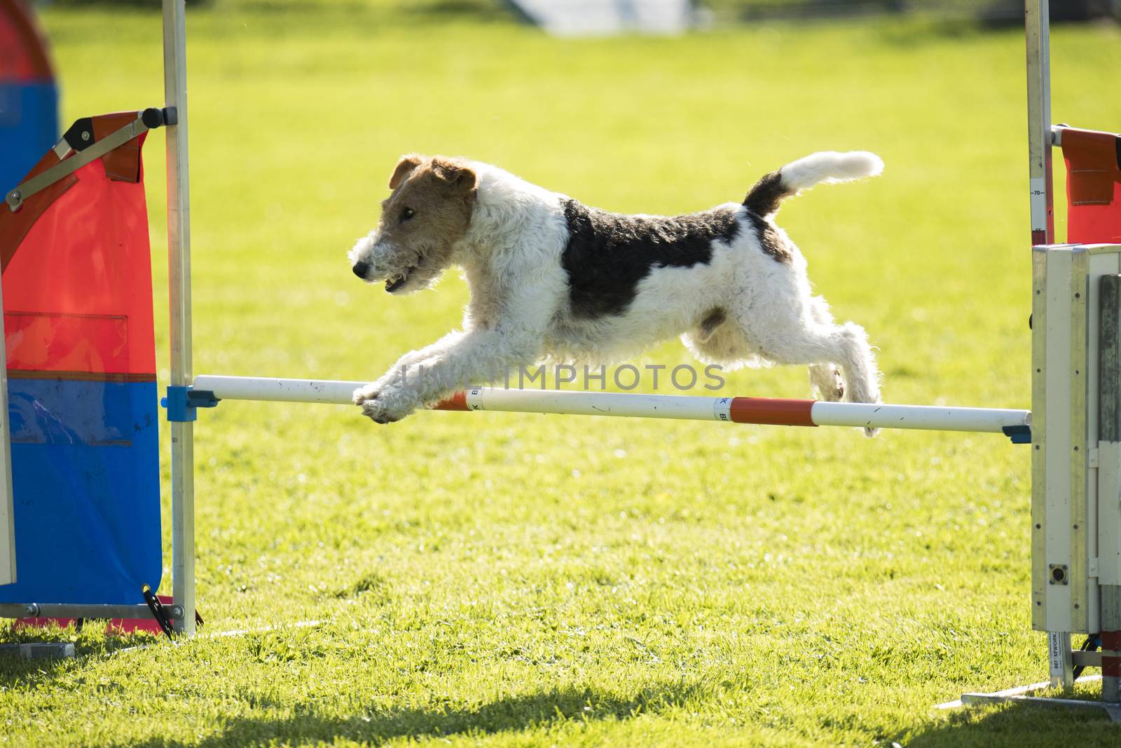 Dog, fox wire hair, jumping over agility hurdle by avanheertum