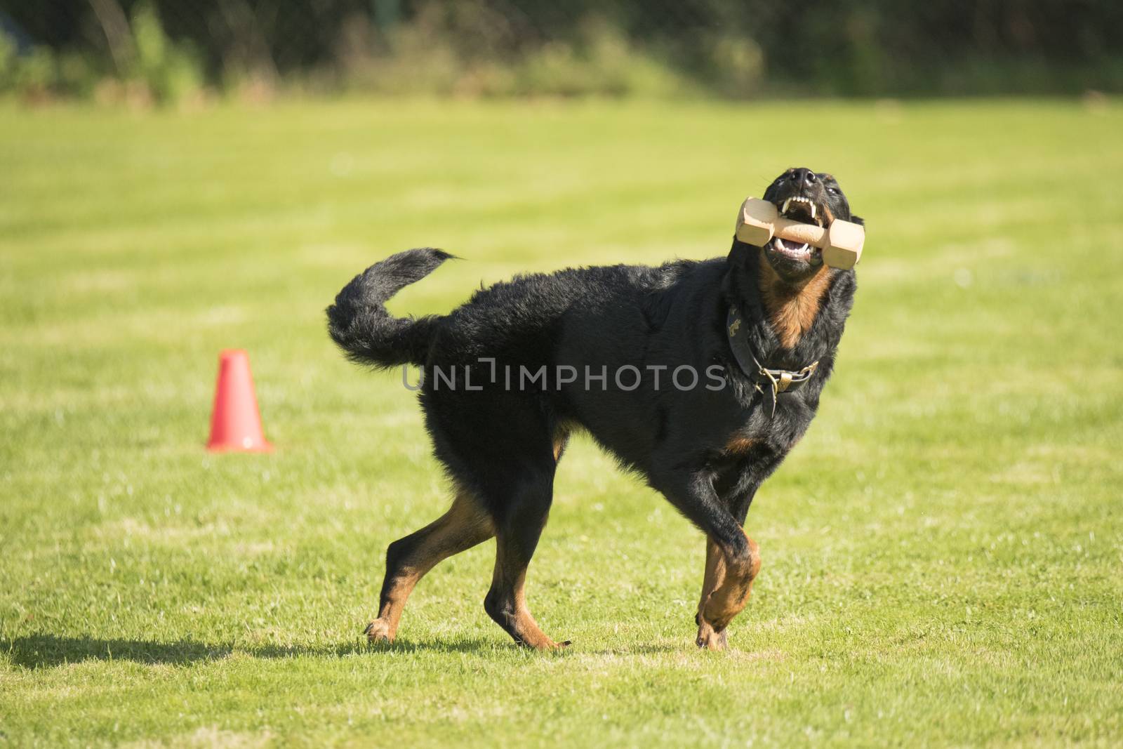 Dog, Beauceron, fetching dumbbell by avanheertum