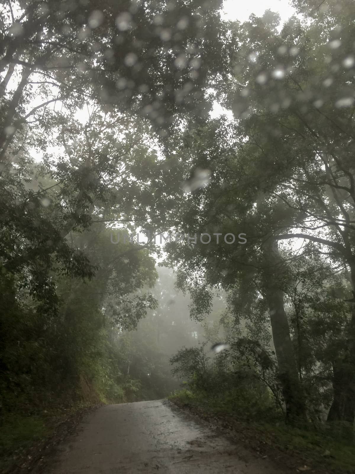 Morning fog in dense tropical rainforest, Chiang Mai, thailand. tropical jungle