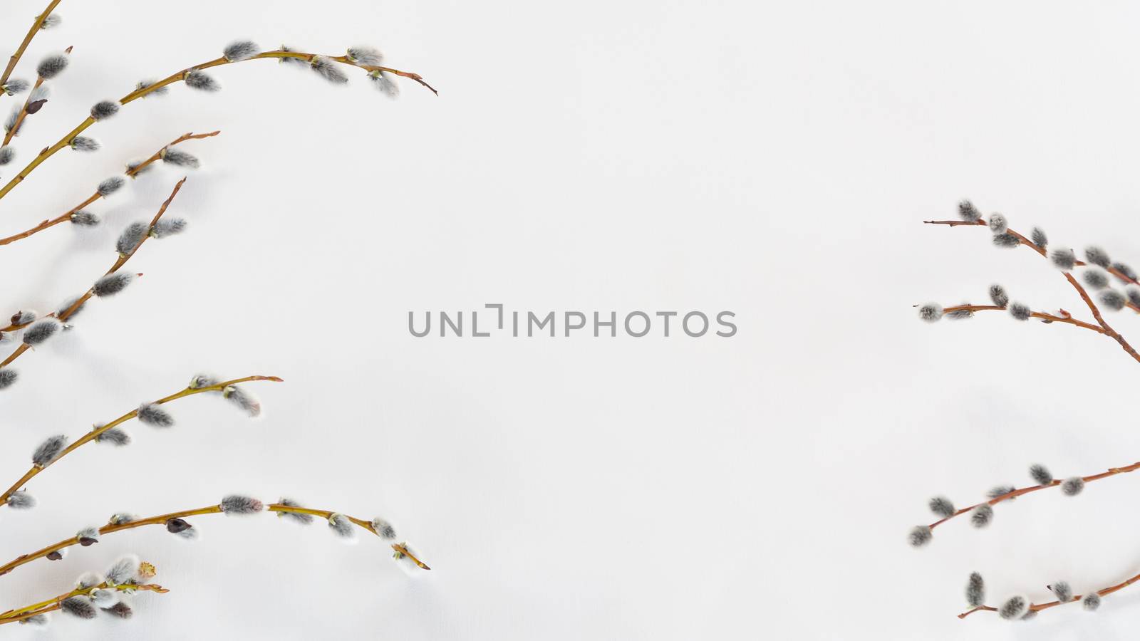 Willow branches with fluffy earrings on a white wooden texture background, spring background, banner, place for text, copy space.