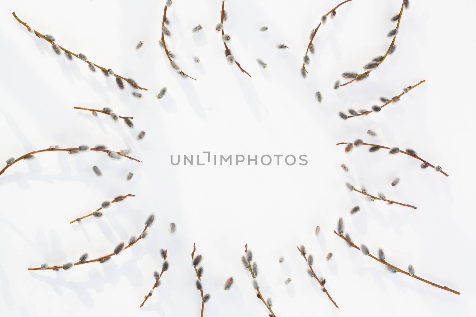 Willow branches with fluffy earrings on a white wooden texture background, spring background, banner, place for text, copy space.