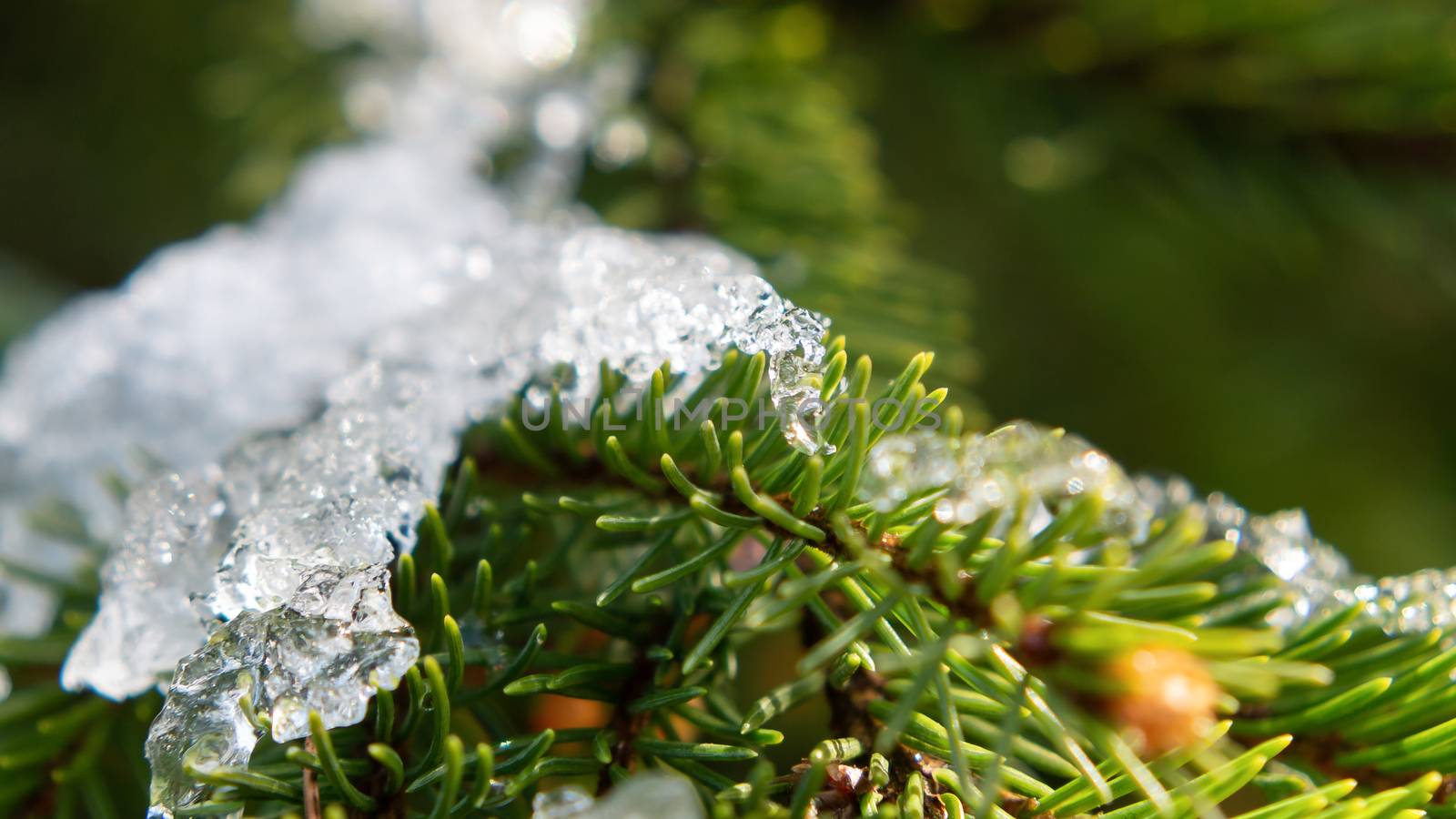 Spruce branches covered with sparkling ice closeup, beautiful winter or christmas background.