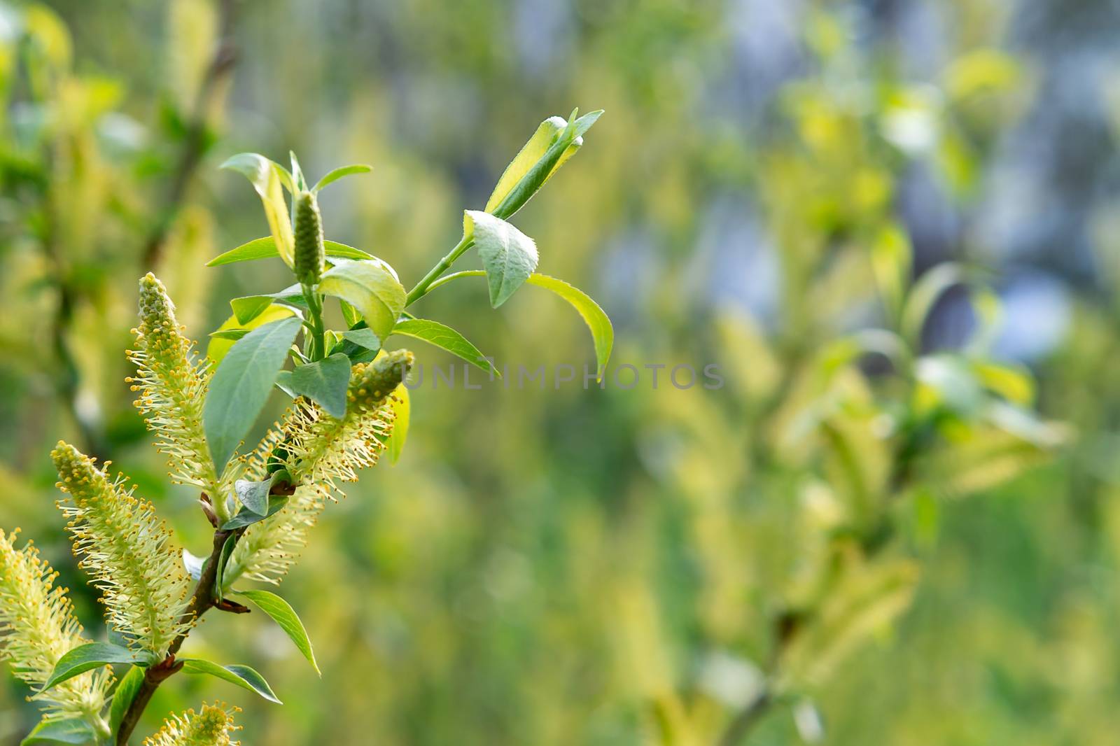 Blooming willow catkins in a spring forest, a symbol of spring, warmth and season change.