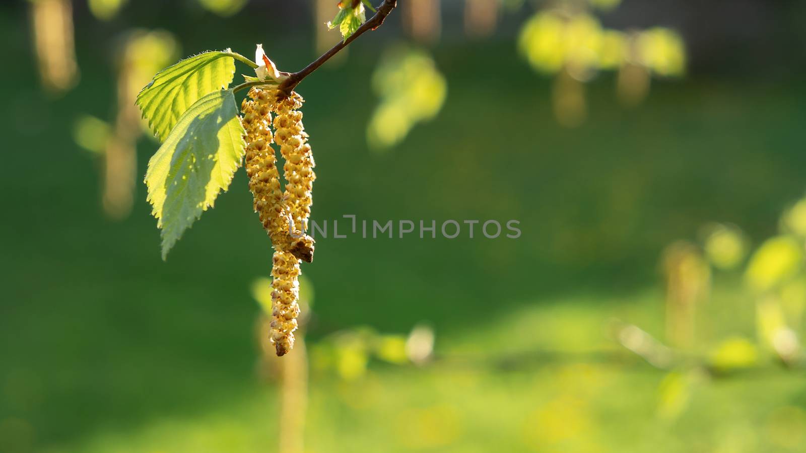 Birch catkins in spring park close-up, allergies to pollen of spring flowering plants concept by galsand