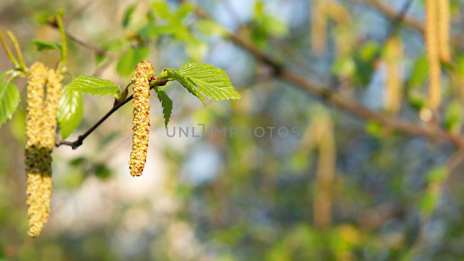 Birch catkins in spring park close-up, allergies to pollen of spring flowering plants concept.