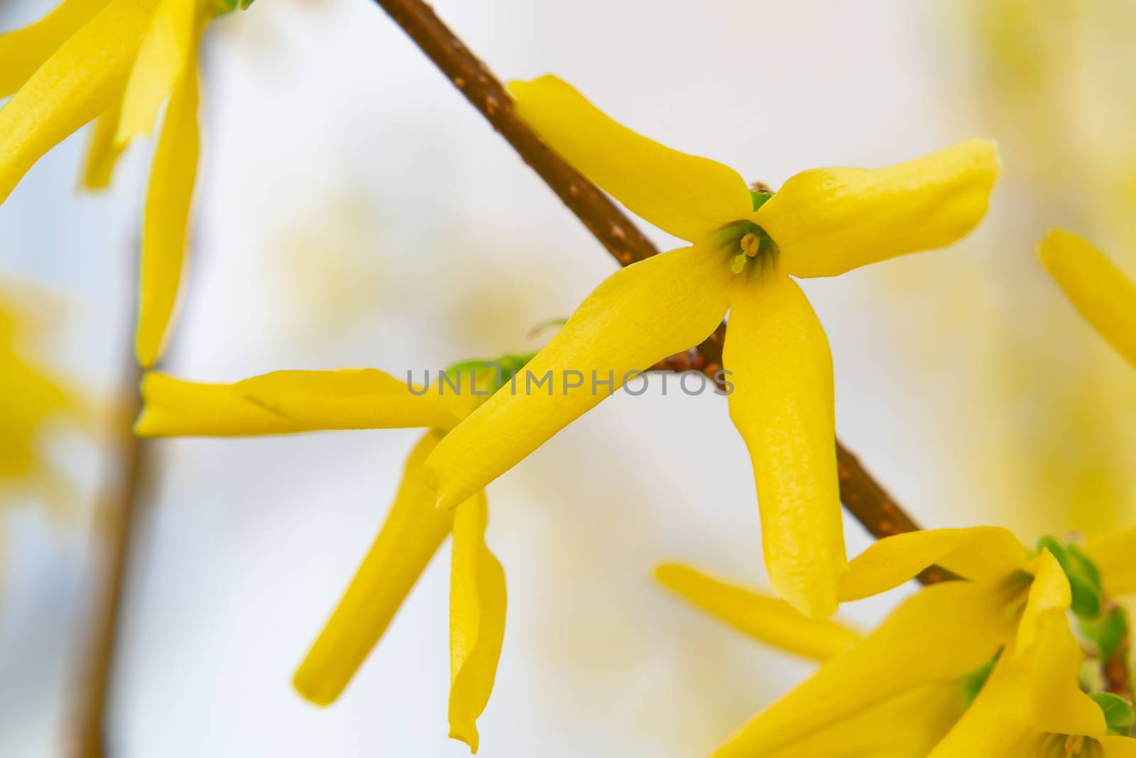 Forsythia yellow ornamental shrub flowers close up, spring background, selective focus by galsand