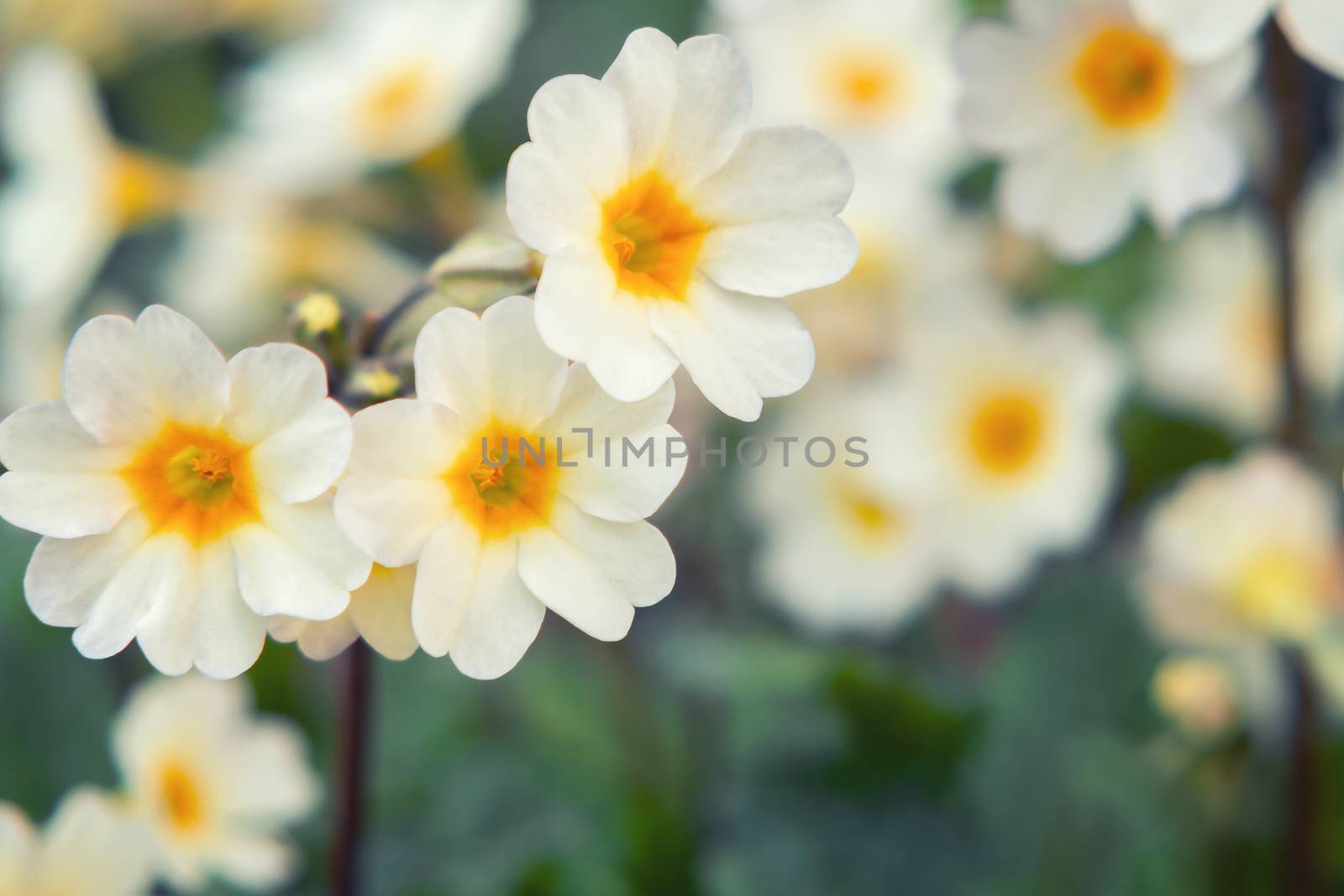 White primrose flowers on a flowerbed in a spring garden close-up by galsand