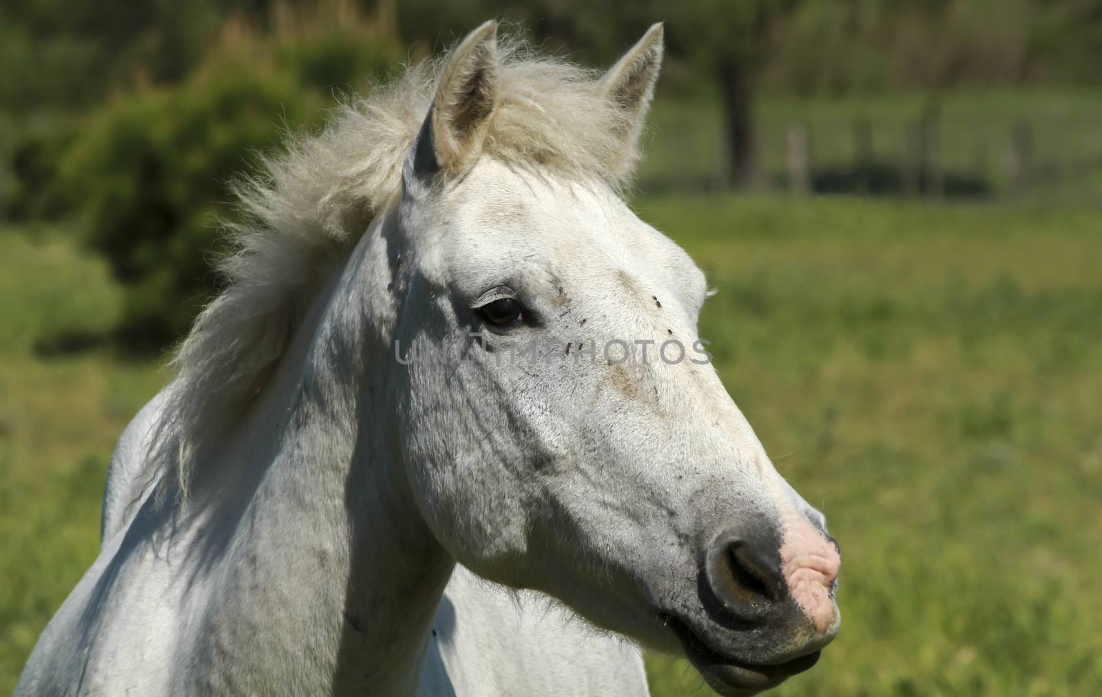 Very beautiful white horse from Camargue in France