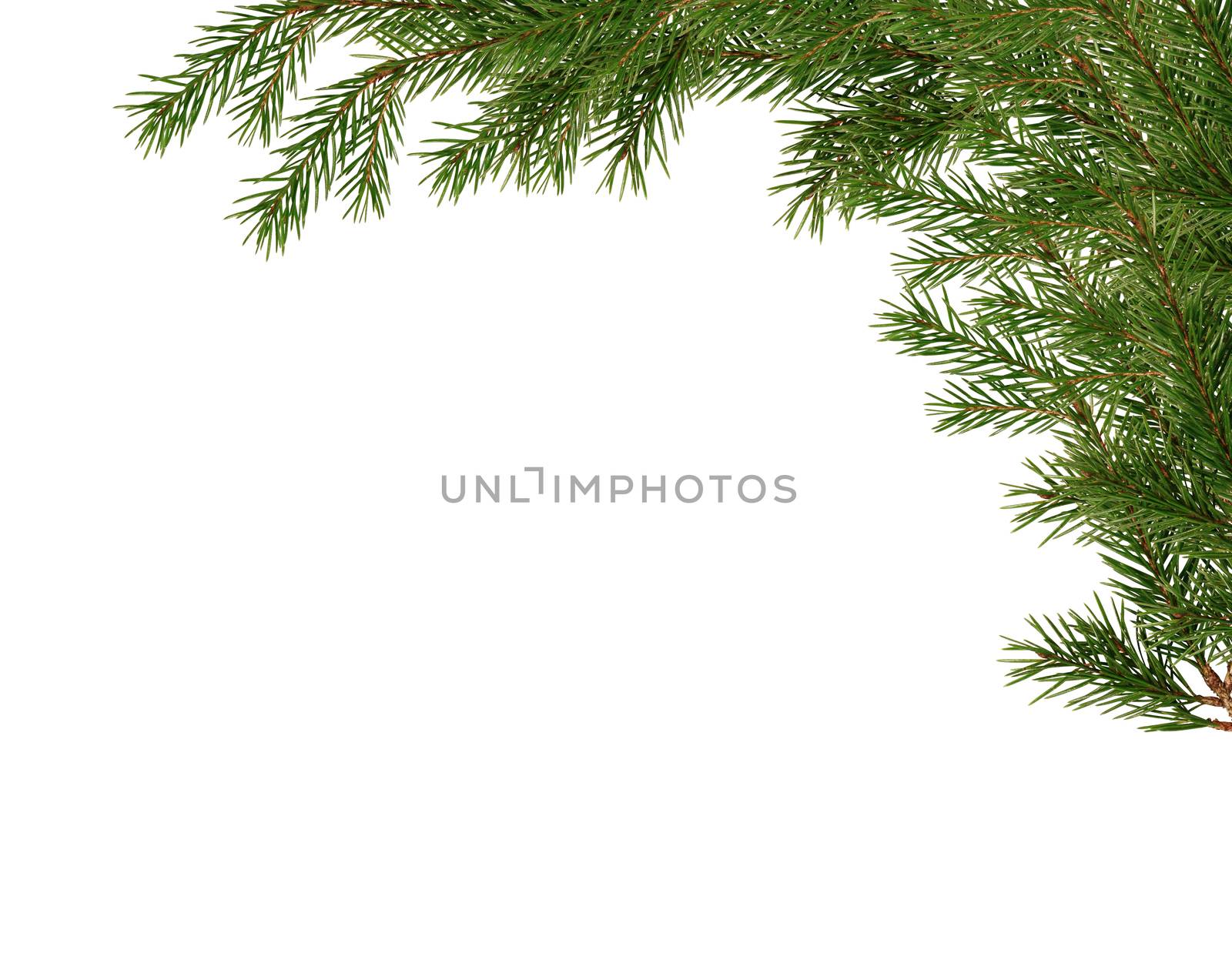 Christmas decoration. Fir twigs as border on white background