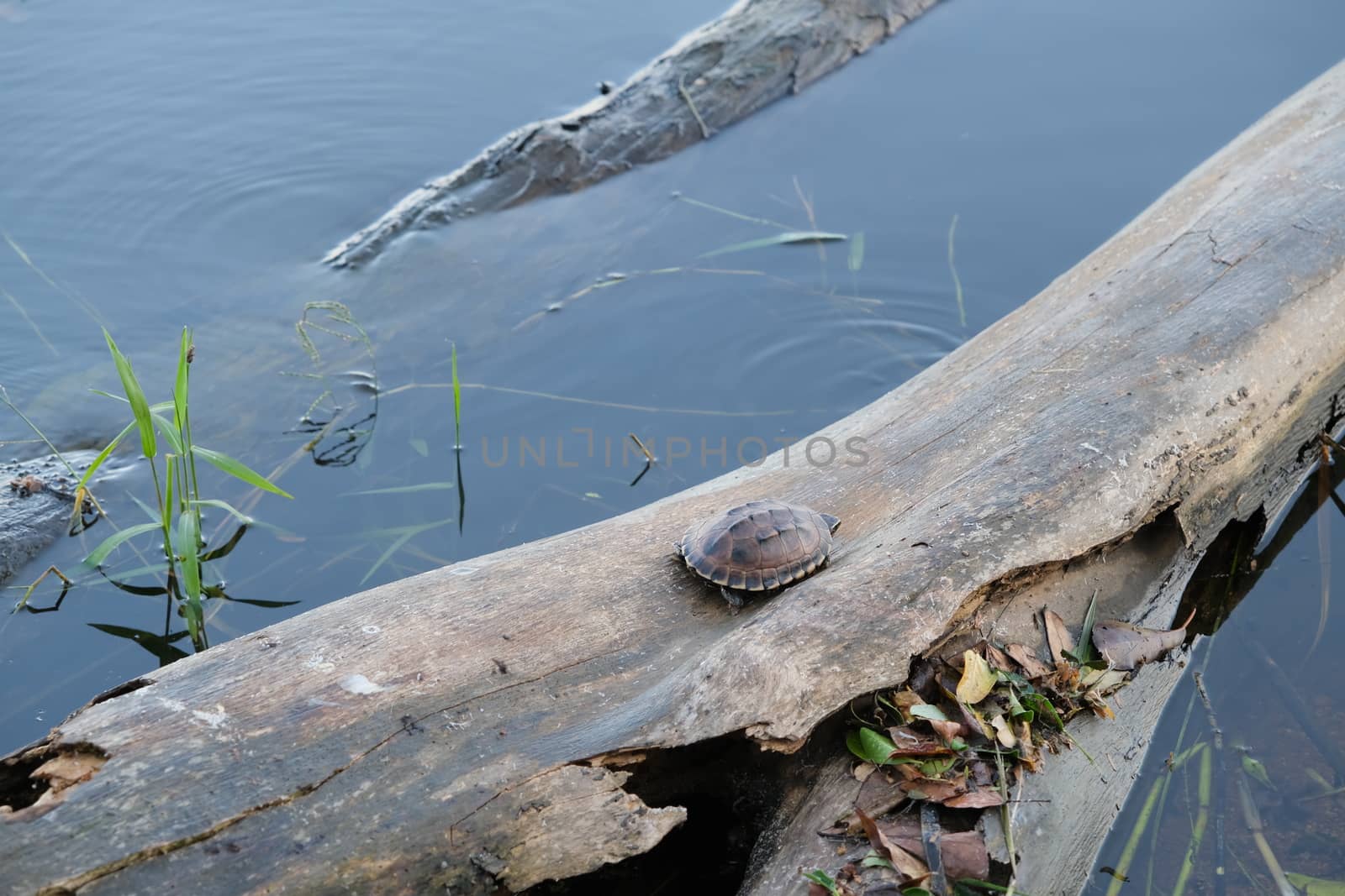 The tiny brown turtle lives on the old log in a little pond, with text copy space.